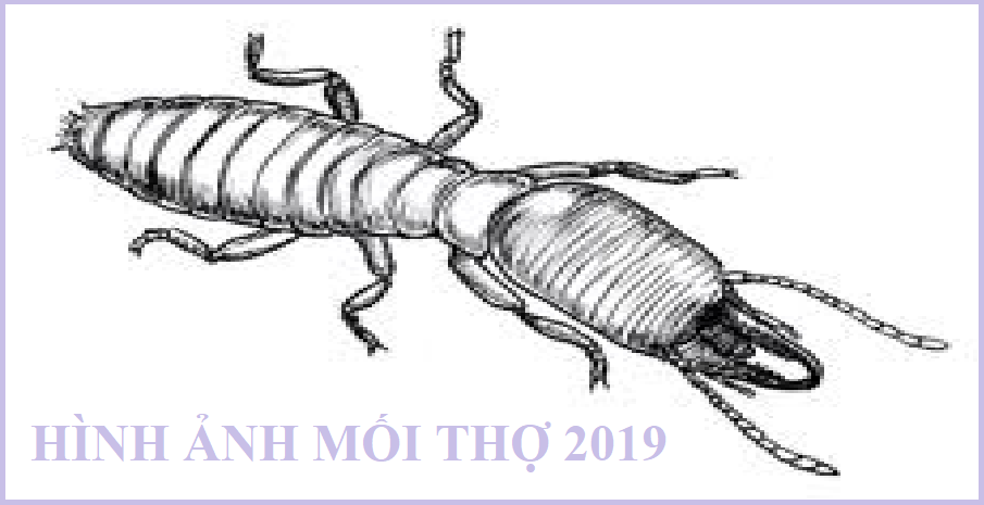 Diet moi tan goc tai tphcm