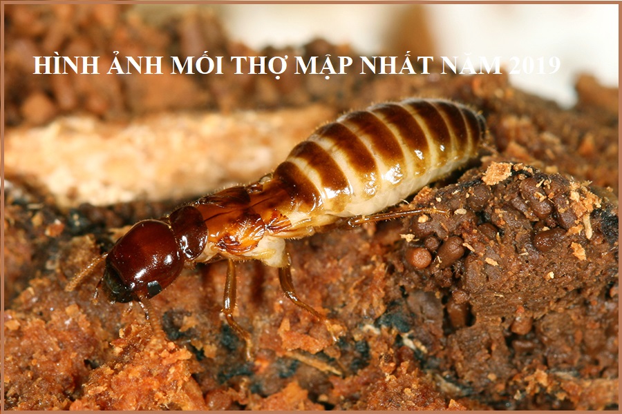 Diệt mối tận gốc tphcm 365h