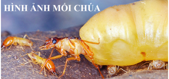 Diệt mối tận gốc tại nhà