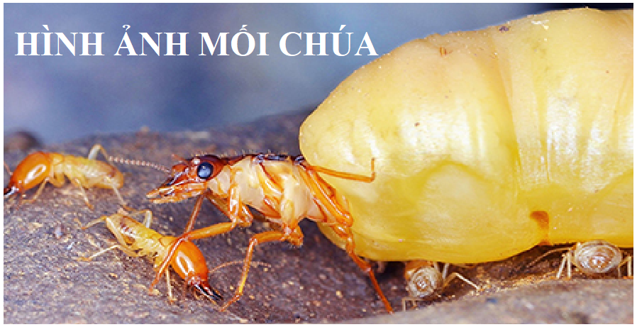 Diệt mối tận gốc tại nhà