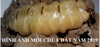 Diệt mối tận gốc tại quận 7