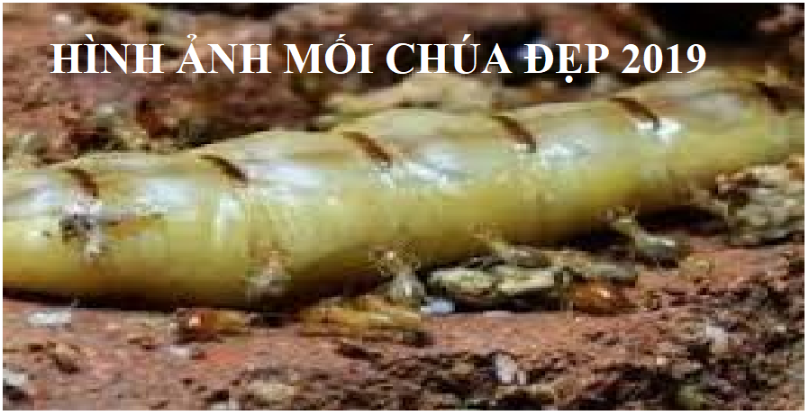 Diệt mối tận gốc tại quận 9