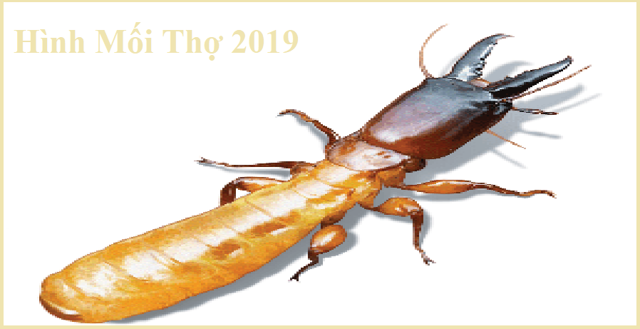 Diệt mối tận gốc tphcm