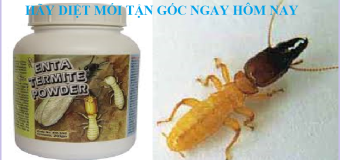 Diệt mối tận gốc nghệ an