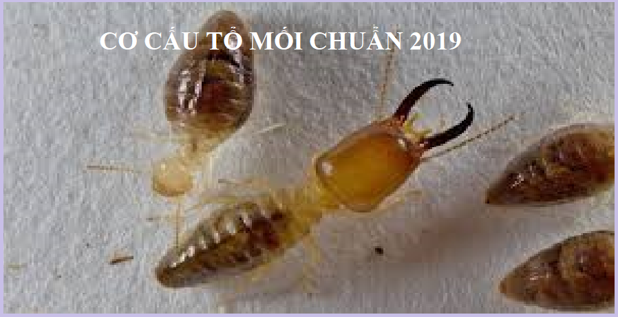 Diệt mối tận gốc bà rịa