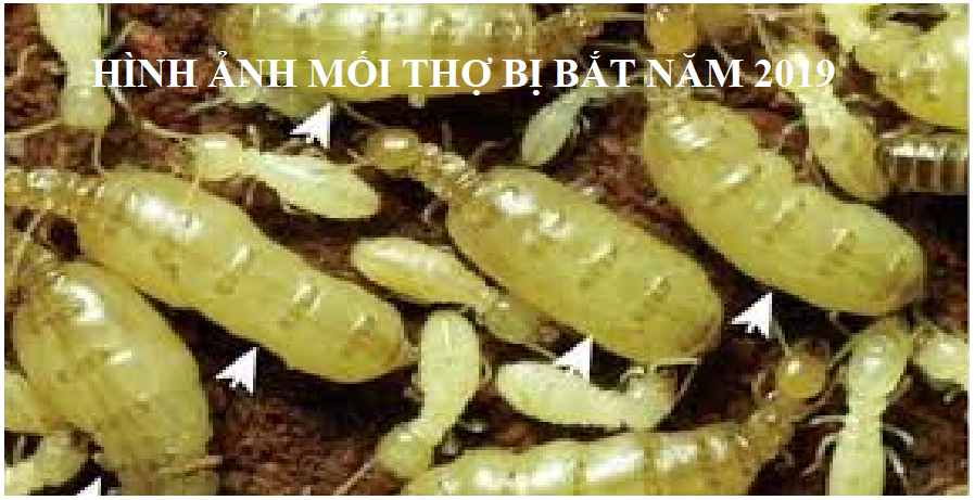 Diệt mối tận gốc quận bình thạnh