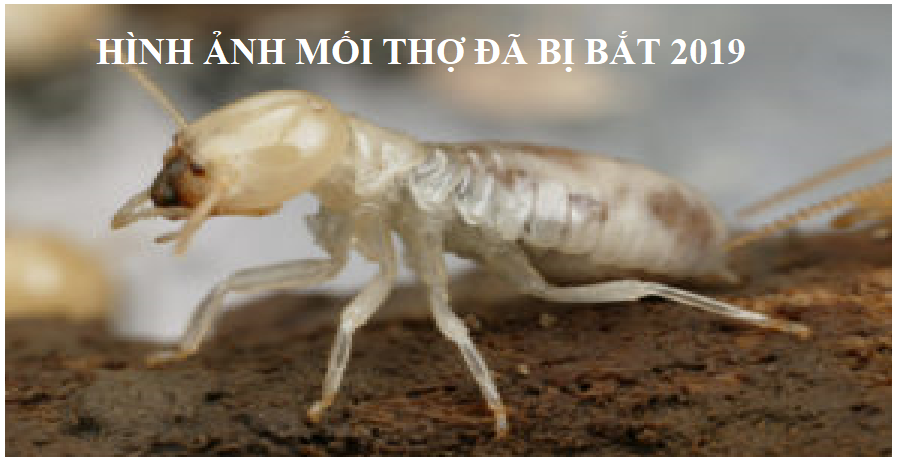 Diệt mối tận gốc tại bắc giang