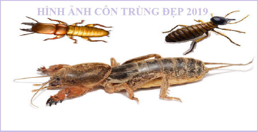 Diệt mối tận gốc cà mau