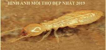 Mua thuoc diet moi tan goc o dau