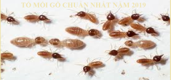 Diệt mối tận gốc ở đồng nai