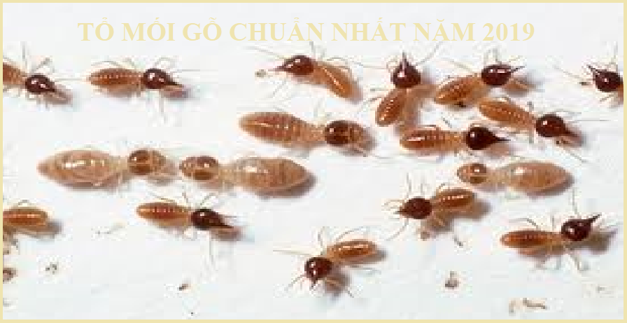 Diệt mối tận gốc ở đồng nai