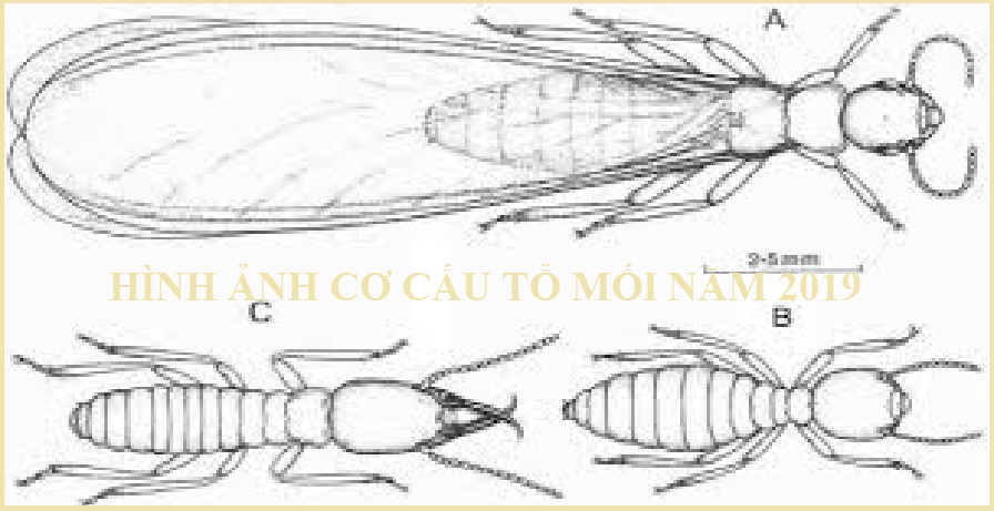 Diệt mối tận gốc giá rẻ