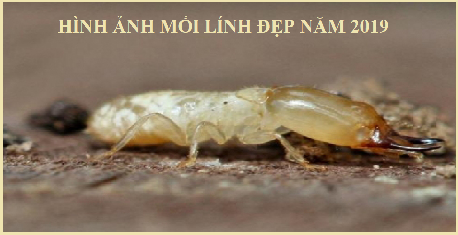 Diệt mối tận gốc hoa lâm
