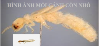 Diệt mối mọt tận gốc