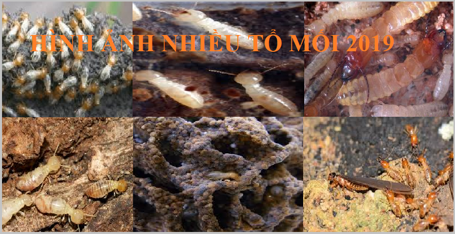 Diệt mối tận gốc nha trang