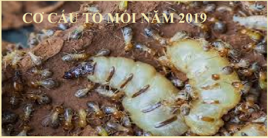 Diệt mối tận gốc uy tín