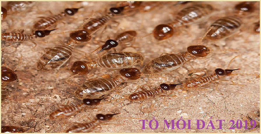 Diệt mối tận gốc tại quận 10