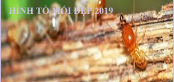 Diệt mối tận gốc quận cầu giấy