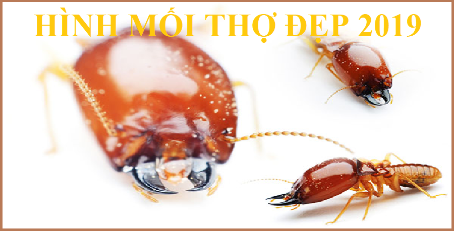 Trừ mối tận gốc hcm
