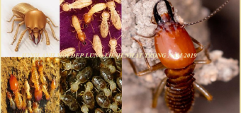 02 Cách diệt mối đơn giản tại nhà giá rẻ