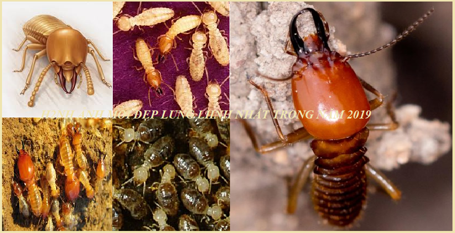 02 Cách diệt mối đơn giản tại nhà giá rẻ