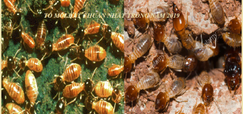 03 Cách diệt mối đơn giản tại nhà giá rẻ