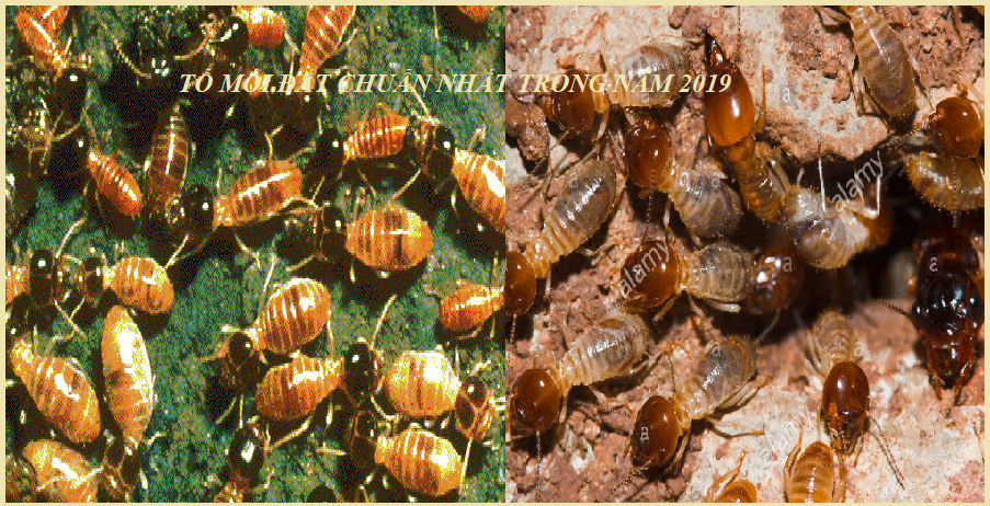 03 Cách diệt mối đơn giản tại nhà giá rẻ