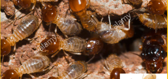 04 Cách diệt mối đơn giản tại nhà giá rẻ