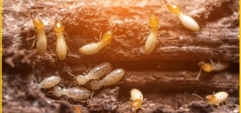 Diệt mối tận gốc trong nhà