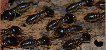 08 Cách diệt mối tại nhà đơn giản hiệu quả nhất