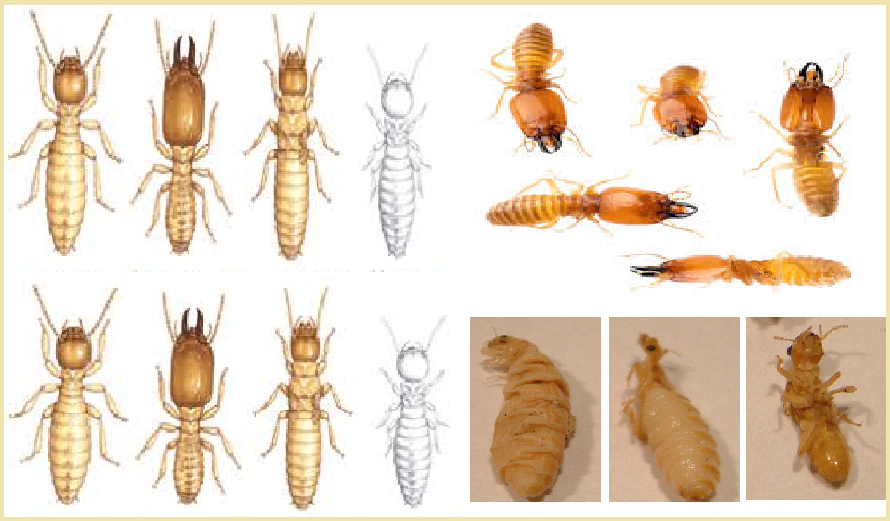04 Cách diệt mối trong nhà hiệu quả 100%