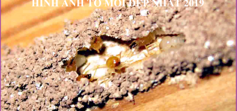 Trừ mối tận gốc uy tín