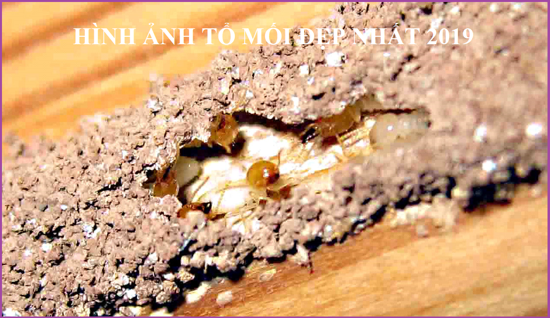 Trừ mối tận gốc uy tín