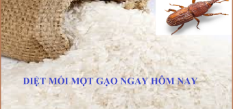 Diệt mối gạo