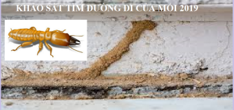 Diệt mối gia đình