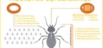 Diệt mối khu công nghiệp