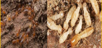 Diet moi tan goc Cu Chi