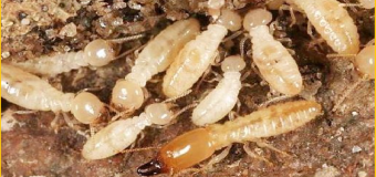 Diet moi tan goc tai cu chi