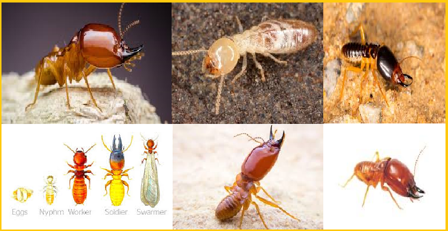 Diệt mối lê quang định