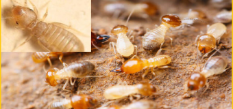 Diệt mối tại thái bình