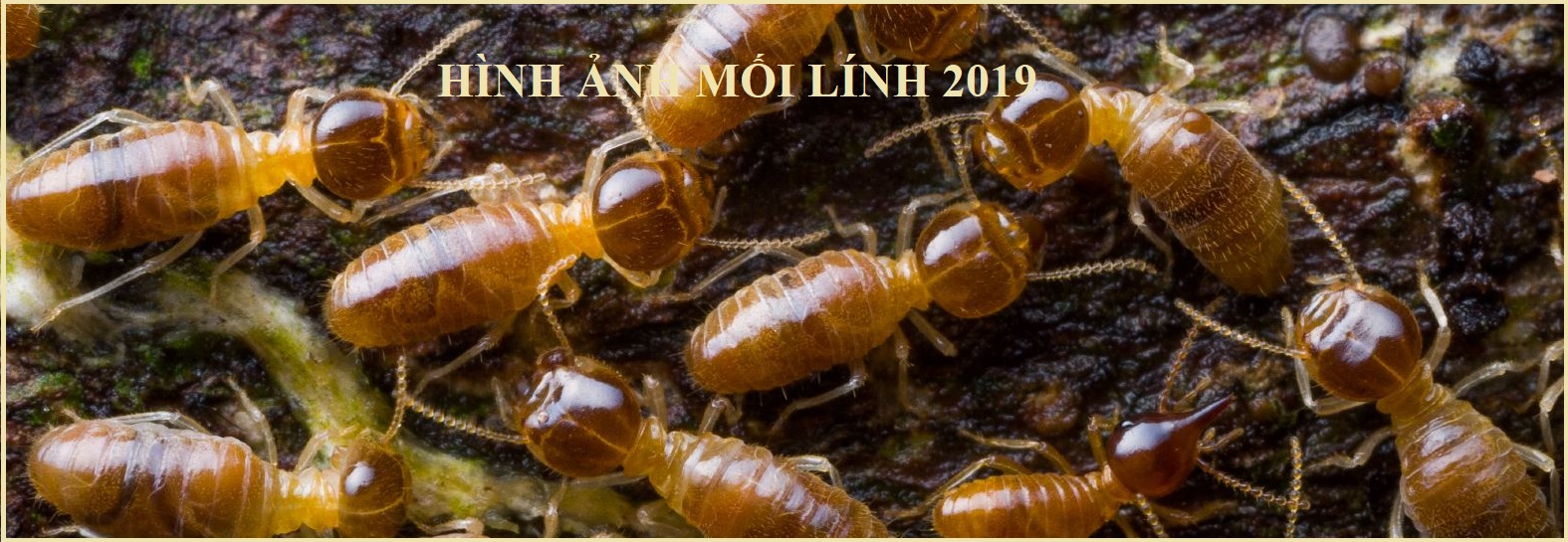 Diệt mối trường an