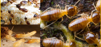 Diệt mối tiếng anh là gì