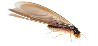 Diệt mối 45 Nguyễn Chí Thanh