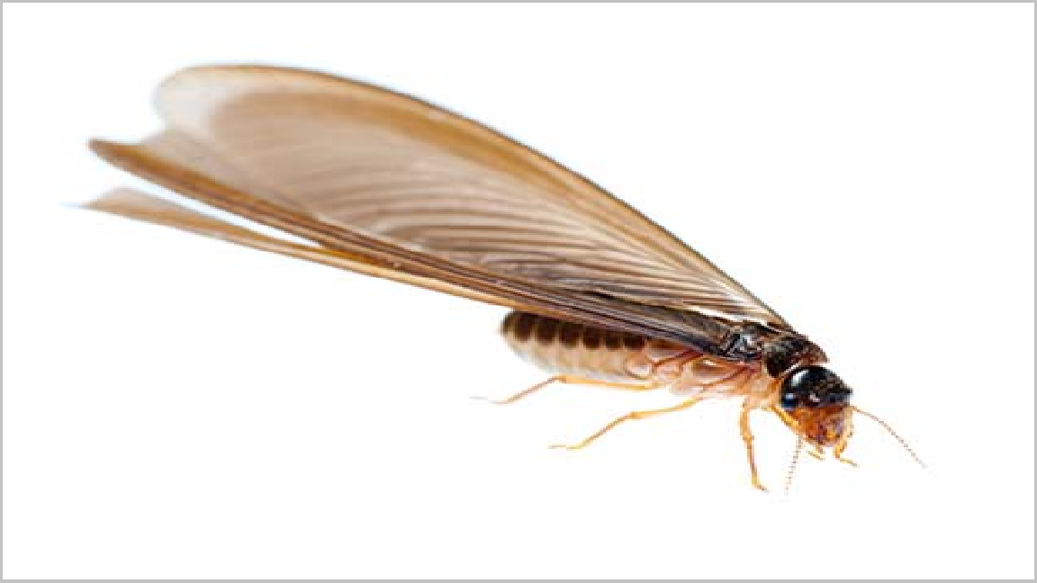 Diệt mối 45 Nguyễn Chí Thanh