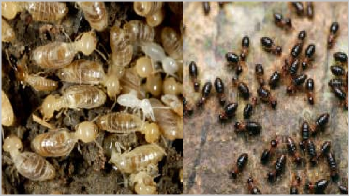 Diet moi tai thanh xuan