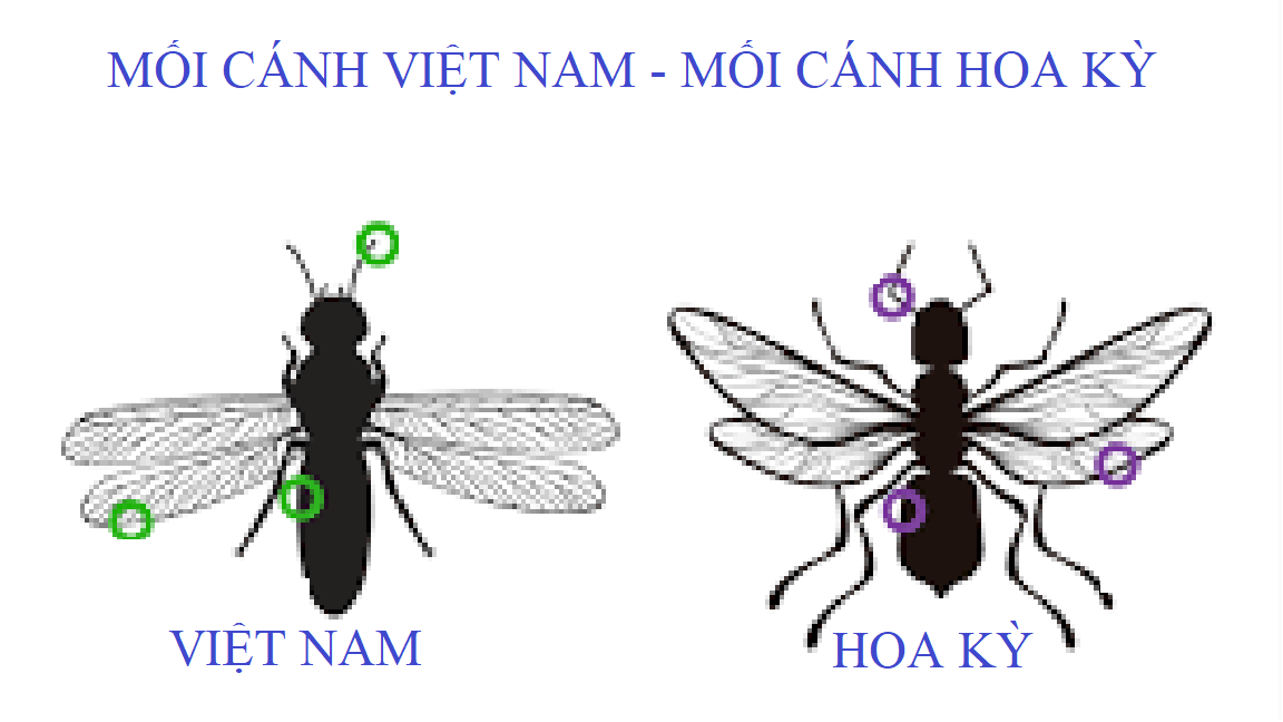 Diệt mối yên bái