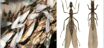 Diệt mối tại yên bái