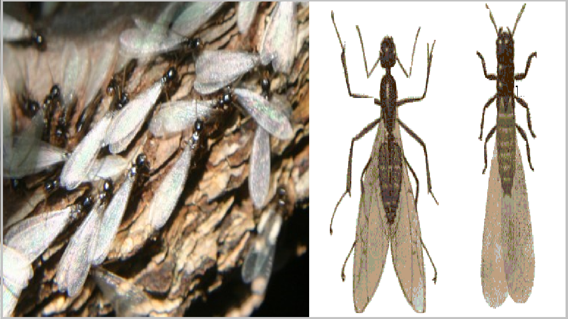 Diệt mối tại yên bái