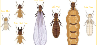 Diệt mối tại hưng yên