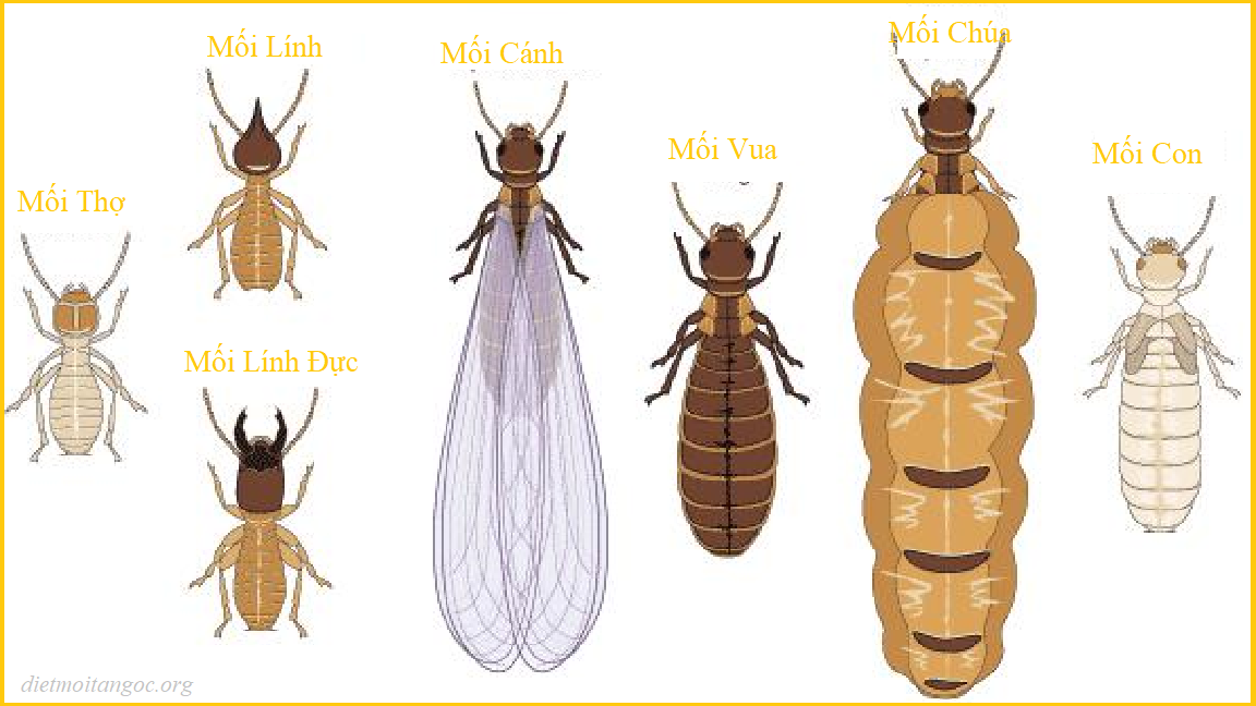Diệt mối tại hưng yên